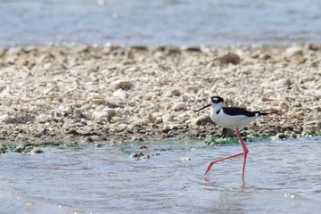 Bird in the water