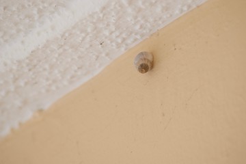 Shell by teh beach