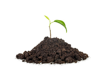 Green plant planted on soil, white background.