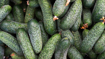 Cucumbers as a food background texture. Fresh organic vegetables