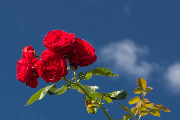 Red roses against a blue sky with some white clouds