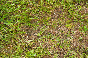background of last year's dry and fresh young green grass