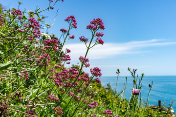 Rote Spornblume an Meeresküste im Frühling