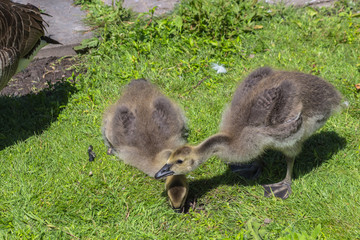 Canadian goose (Branta canadensis) walking with young goslings, showing them how to find food