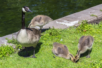 Canadian goose (Branta canadensis) walking with young goslings, showing them how to find food