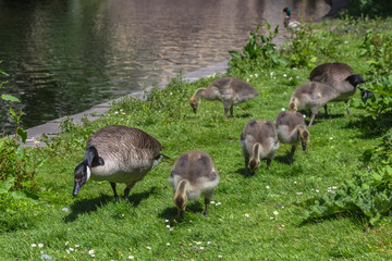 Canadian goose (Branta canadensis) walking with young goslings, showing them how to find food near a lake in downtown maastricht