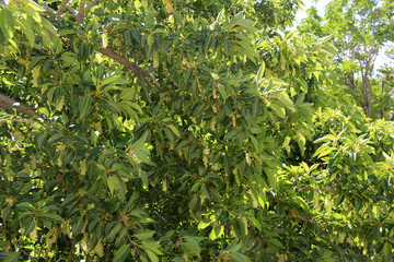 arbre en fleur