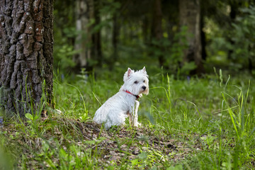 Sweet West Highland White Terrier - Westie, Westy Dog sitting on grass in Forest