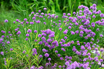 Wild Onion Allium flower flowers wildflower 
