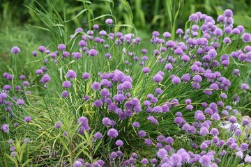 Wild Onion Allium flower flowers wildflower 