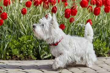 Sweet West Highland White Terrier - Westie, Westy Dog Play near tulip flowers