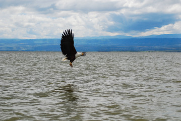 An eagle flying over water