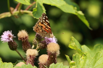 Schmetterling auf der Blüte