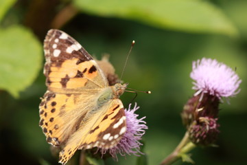 Schmetterling auf der Blüte