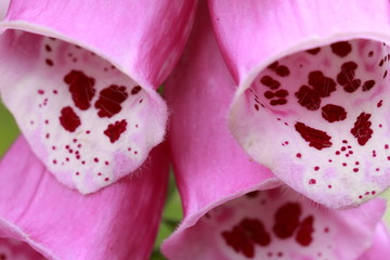 der giftige Fingerhut