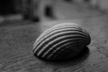 seashell macro