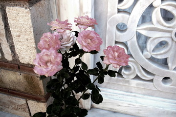 Flowers in a Greek Monastery