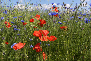 Seed poppy, poppy, Papaver_dubium L.