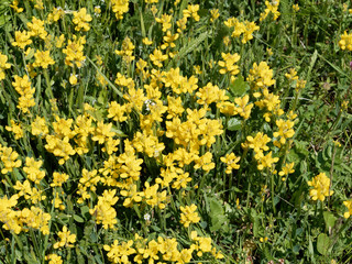 Obraz premium Genista sagittalis - Genêt ailé ou genistrelle aux fleurs jaunes en grappes sur de petites tiges