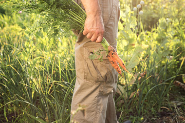 Farmer holding fresh, organic carrot