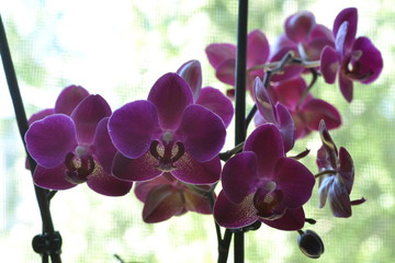 Purple blooming orchid on the background of green