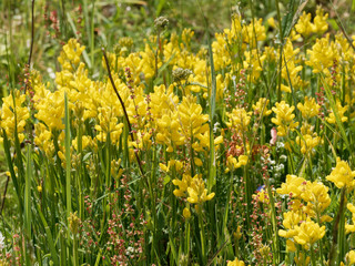  Genista sagittalis - Genêt ailé ou genistrelle aux fleurs jaunes en grappes sur de petites tiges