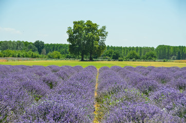 Plakat Lavender field in Edirne City, Turkey