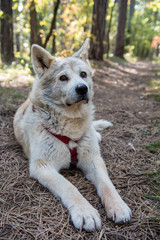 hellbrauner Hund liegt mit ausgestreckten Pfoten gehorsam auf Waldboden