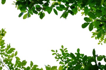 Obraz na płótnie Canvas Tropical tree leaves with branches on white isolated background for green foliage backdrop 