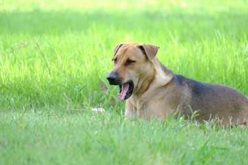 Yawning Thai brown dog with tongue out sitting in a green grass field with warm light and nature background 