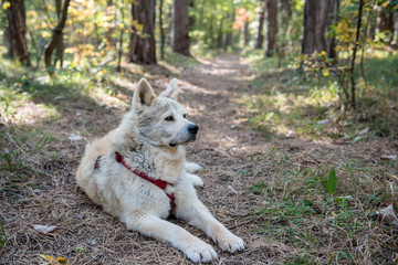Hund liegt geduldig wartend auf Waldboden