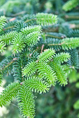 Fir tree brunch close up. Fluffy fir tree brunch closeup.