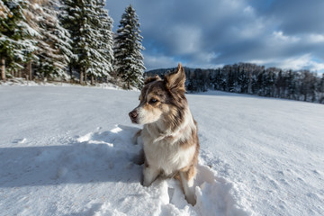 Hund im Tiefschnee sitzend
