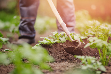 Senior elderly man reclaims soil with hoe on potato field. Concept eco farm vegetable garden