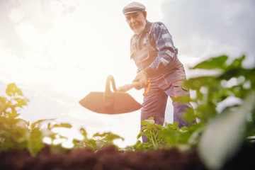Senior elderly man reclaims earth with chopper hoe on potato field. Concept eco farm, agriculture - obrazy, fototapety, plakaty