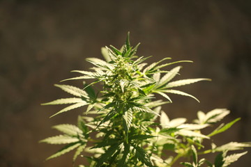 blossom hemp medical cannabis