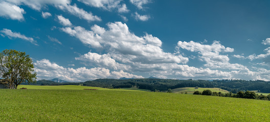 green field and blue sky