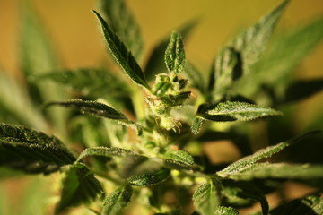 blossom hemp medical cannabis