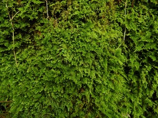 森の緑色の苔