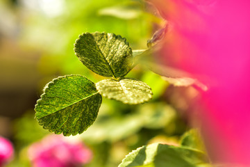 flower with water drops of dew