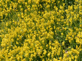 Tapis de fleurs jaunes et tiges vertes érigées du genêt ailé (Genista sagittalis) 