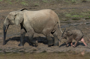 Fototapeta premium Mother and baby African Forrest Elephant at the Dzangha Bai in the Central African Republic.