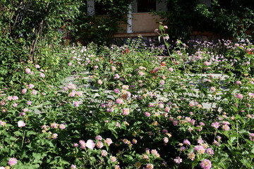 Flowers with butterfy in a Greek Monastery