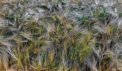 Wheat field
