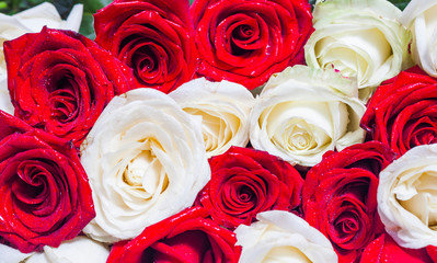 Background of fresh red and white roses