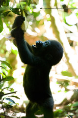 Baby western lowland gorilla playing with a tree branch in the Bai Hokou rain forrest of the Central African Republic.
