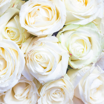 Background of fresh white roses