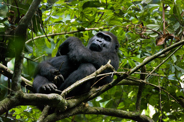 Kunga a sub adult male of about 11 years of age sits in a tree in the Bai Hokou region of the...