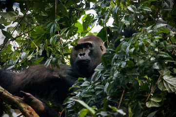 Male silverback western lowland gorilla in the trees of the Bai Hokou rain forrest in the Central African Republic.