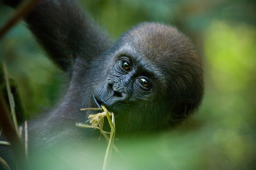 Wild Infant western lowland gorilla in central Africa
